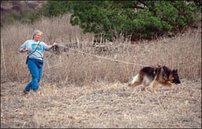 Canine Sport of Tracking