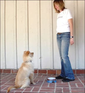 Dog Bowl As a Training Tool