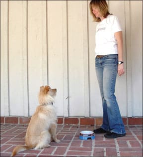 Dog Bowl As a Training Tool