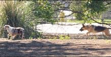 Predatory dog behavior can compel dogs to chase.