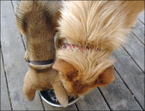 Dog Bowl As a Training Tool