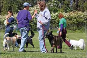 K9 Drill and Demo Teams