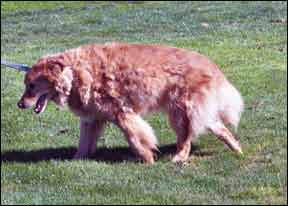 dog with heartworm