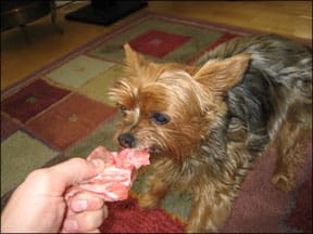 Dogs Who Are Fed Raw Dog Food