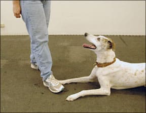 Dog Behavior Training