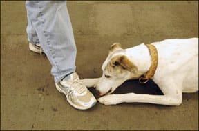 Dog Behavior Training