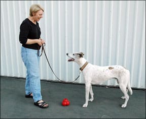 Dog Behavior Training