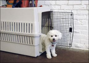 Shy Dog Socialization