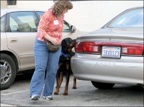 Fun Dog Sports