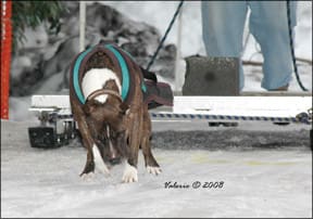 Dog weight pulling sales training