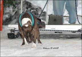 Competitive Canine Weight Pull Whole Dog Journal