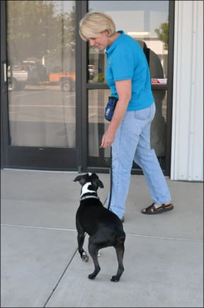 Train Proper Leash Walking