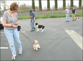 Train Proper Leash Walking