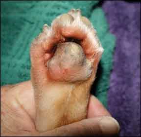 paw pad hyperkeratosis