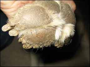 When Hyperkeratosis Affects the Paw Pads