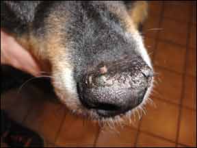 Hyperkeratosis bumps on dog's nose