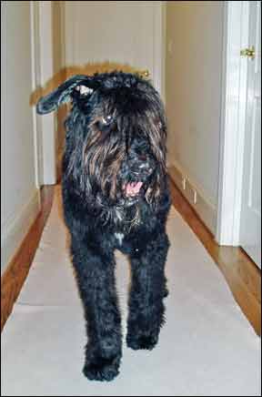 CarpetSaver Runners
