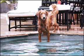 dog in pool