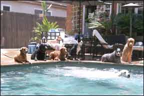 dog pool party