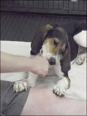 A hound dog is lying down. He is taking a treat from his handler.