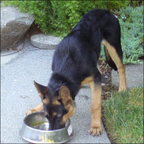 How to Make Homemade Dog Food - Whole Dog Journal