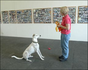 Playing Tug O' War With Your Dog