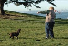 exercising your overweight dog