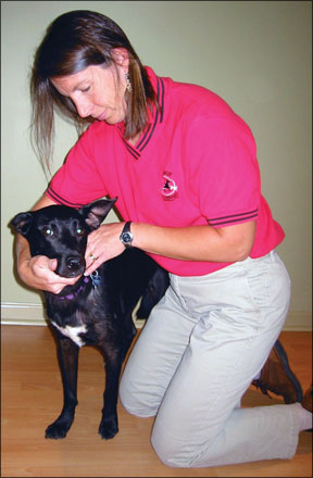 Canine Veterinary Rehabilitation
