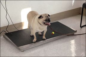 Helping Your Dog Lose Weight