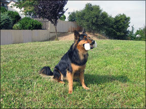 Teach Your Dog to Play Fetch