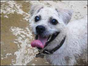 Niacinamide for dog nails deals