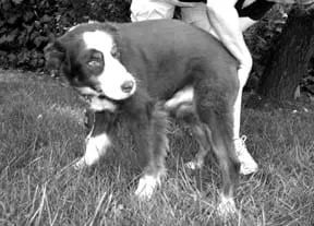 Dog anal glands can experience a range of uncomfortable issues.