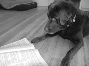 teaching a dog to read