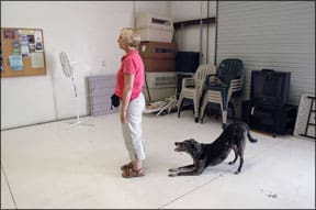 Positive Dog Training