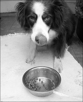 Dog Food Related Behavioral Issues