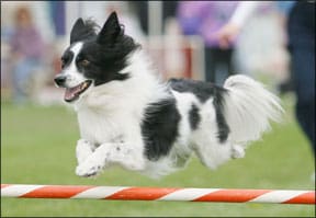 Dog Agility Sports