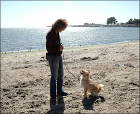 Trainer works with her dog at a beach