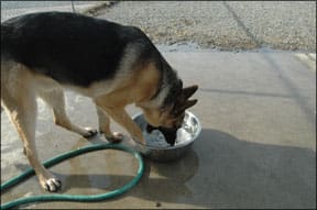 German Shepherd Dogs are prone to OCD