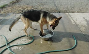 German Shepherd Dogs are prone to OCD