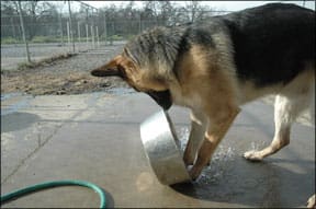 German Shepherd Dogs are prone to OCD