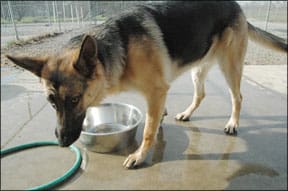 German Shepherd Dogs are prone to OCD