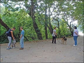 Train Your Dog to Walk on Leash