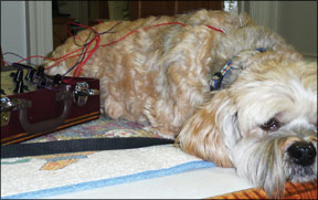 Acupuncture For Dogs With Cancer