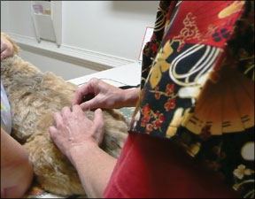 Acupuncture For Dogs With Cancer