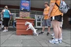 Train Your Dog to Walk on Leash