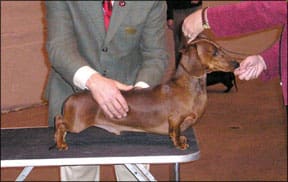 How to Train Show Dogs