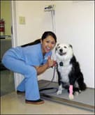 Dogs Who Receive Chemotherapy Treatment