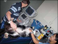 Dogs Who Receive Chemotherapy Treatment