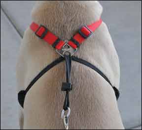 No Pull Dog Harness Product Review Whole Dog Journal