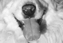 The canine sense of smell is more than a hundred times more powerful that a humans.